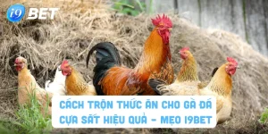 Cách trộn thức ăn cho gà