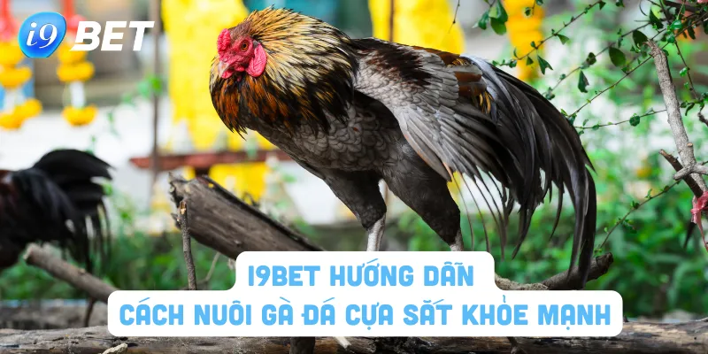 Cách nuôi gà đá cựa sắt