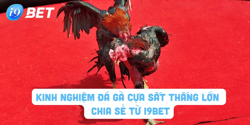 kinh nghiệm đá gà cựa sắt