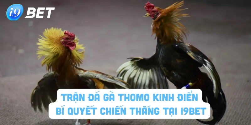 Trận đá gà Thomo kinh điển