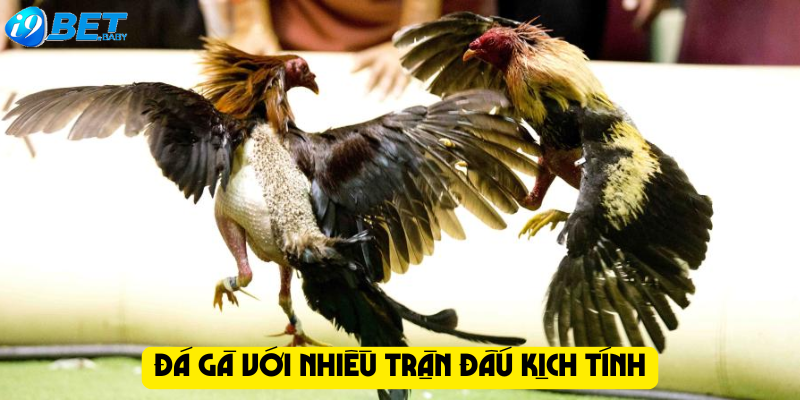 Đá gà với nhiều trận đấu kịch tính